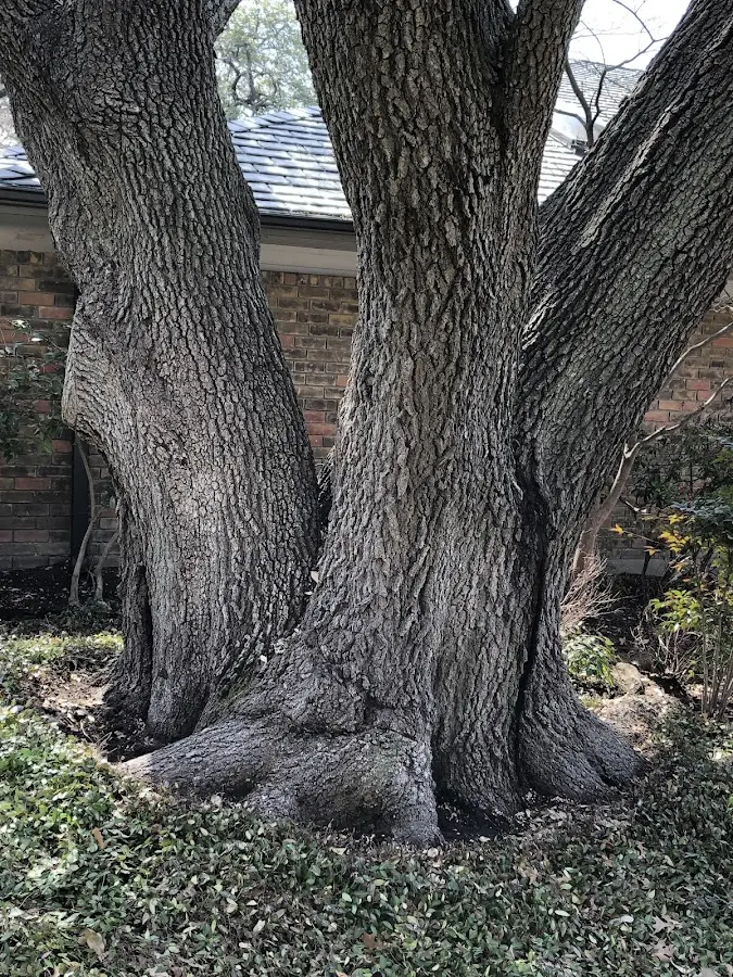 Mature heritage tree close to a Renton property cared for by certified arborists